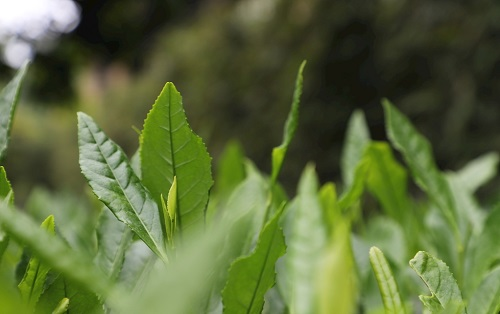 茶葉大國應用，土壤養(yǎng)分檢測儀可以對茶葉合理施肥有何等指導作用？