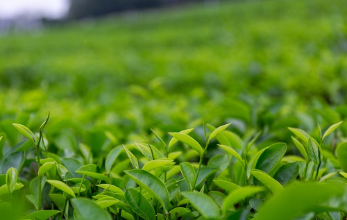 土壤溫濕度儀助推傳統(tǒng)茶產(chǎn)業(yè)優(yōu)質(zhì)發(fā)展，指導灌溉作業(yè)