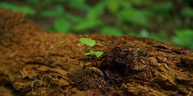 如何快速測(cè)定土壤墑情？用土壤墑情速測(cè)儀