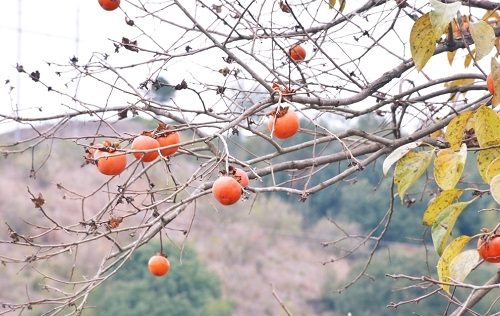 土壤水分檢測儀能夠用于輔助柿子園水分精準(zhǔn)管理