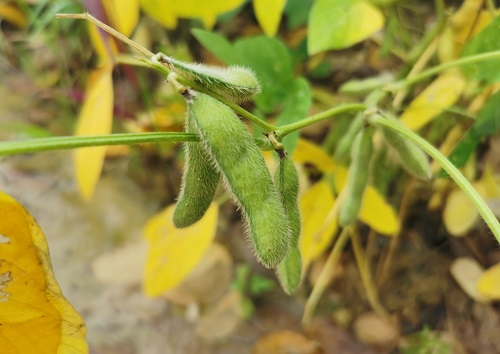 大豆種植不景氣？土壤養(yǎng)分測試儀找到了新出路