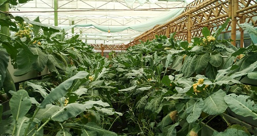 大棚土壤鹽漬化會對蔬菜種植（根、葉、果）帶來哪些危害？