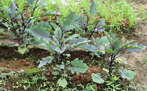 夏季育苗三個(gè)注意事項(xiàng)，了解土壤墑情很重要